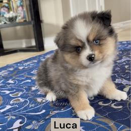 Luca - Merle male Pomsky puppy in Long Grove, Illinois from Windy City Pomsky