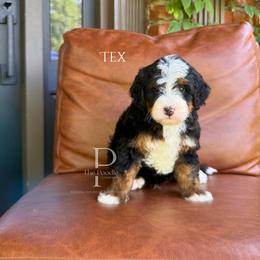 Tex - Tri-color male Bernedoodle puppy in Tulsa, Oklahoma from The Poodle Co. Raising Doodles & Poodles