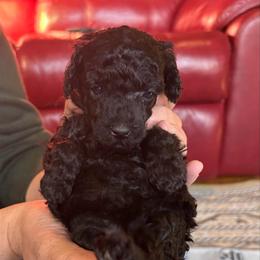 Emmy Lou - Blue female Poodle puppy in Florence County, South Carolina from Modern Family Standards