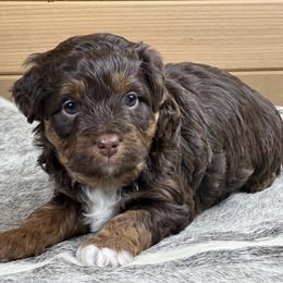Boy 1 - Red tri-color male Aussiedoodle puppy in Dysart, Iowa from Graceful Acres