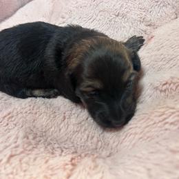 Kiri - Black and cream female Dachshund puppy in Proctor, Montana from Blue Star Dachshunds