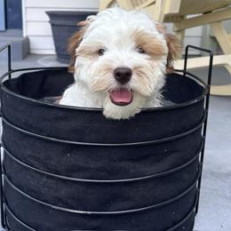 Havanese puppies from Cajun Coast Havanese