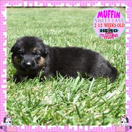 SWEET MUFFIN - Black and tan female German Shepherd puppy in Murrieta, California from Diamond Oaks German Shepherds