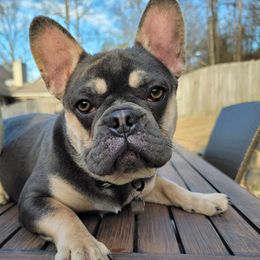 French Bulldogs and Pugs from Circus Pugs & Frenchies