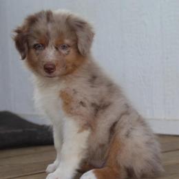 Poppy - Red merle female Australian Shepherd puppy in Star City, Arkansas from Blush & Lace Aussie & Dachshund Co.