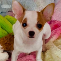 Pedro - Red and white male Chihuahua puppy in Framingham, Massachusetts from Boston Chi Chis