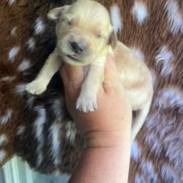 Teal collar - Golden female Golden Retriever puppy in Jesup, Georgia from Painted Platinum Retrievers (Painted Platinum Kennel) PPK