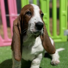 Fauna - Mahogany and white female Basset Hound puppy in Remington, Virginia from Lotus Rose Basset hounds