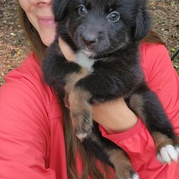 Ivy - Black tri-color female Australian Shepherd puppy in Cable, Ohio from Resolute Aussies