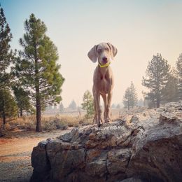 German Shorthaired Pointer and Weimaraner Puppies from SilverBay GunDogs