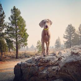 German Shorthaired Pointer and Weimaraner Puppies from SilverBay GunDogs