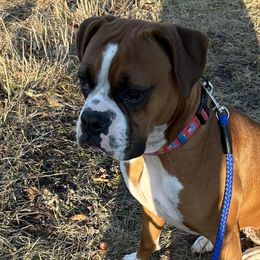 Boxers from Nala’s Pride