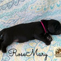 Rosemary - Black and white female Basset Hound puppy in Pflugerville, Texas from Mountain Momma Bassets