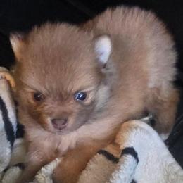 Starla Moon - Chocolate sable female Pomeranian puppy in El Centro, California from BabyBooPoms