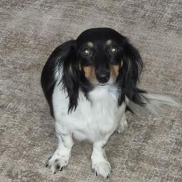 GEMMA - Dachshund