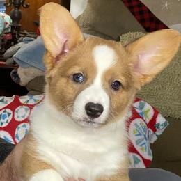 Chicklet - Sable merle and white female Cardigan Welsh Corgi puppy in Brookings, Oregon from Dragonfly Cardigans
