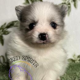 AKC BATMAN - Blue merle male Pomeranian puppy in Watkins Glen, New York from Wicked Spirits Pomeranians