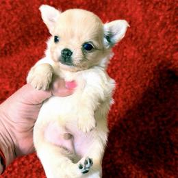 Taco - Fawn and white male Chihuahua puppy in Allentown, Pennsylvania from Tsunami Cockers & Chihuahuas