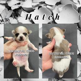 Hatch - Sable spotted white male Chihuahua puppy in Kannapolis, North Carolina from East Coast Bull Terriers N Chihuahuas