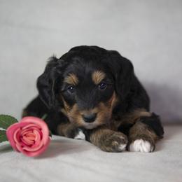 Ariel - Phantom female Bernedoodle puppy in Seffner, Florida from Gold Diamond Pup