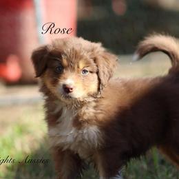 Rose - Red tri-color female Australian Shepherd puppy in Ceres, California from Knight's Aussies