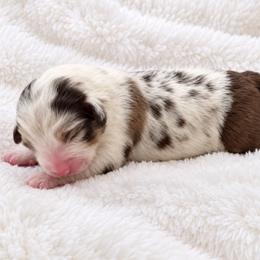 Sally - female Australian Mountain Doodle puppy in Savannah, Missouri from Rose Creek Mini Aussies and doodles