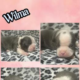 Wilma - Blue female Boston Terrier puppy in Brazos Point, Texas from TX Southern Belle Bostons