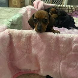 Red girl 2 - Red female Dachshund puppy in Yuba City, California from The Navarro Furbabies