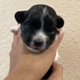 Havanese Puppies from Hoodview Havanese