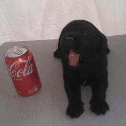 Soda - Black female Labrador Retriever puppy in Prince George, Virginia from Kingdom Kenelz Labradors