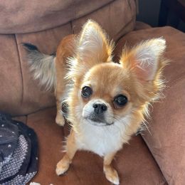Chihuahuas from Steadfast Chihuahua’s