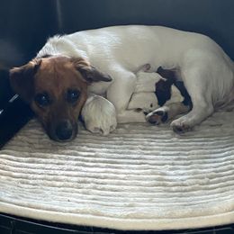 Russell Terrier puppies from Frog Hollow Farm