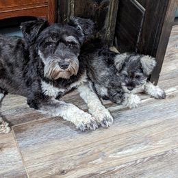 Miniature Schnauzer Puppies from Black Star Farm