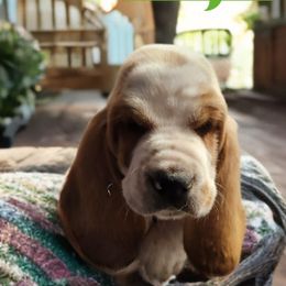 Green - Lemon and white male Basset Hound puppy in Lucerne Valley, California from Seussorie of Puddle Pups
