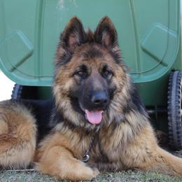 Zayda - German Shepherd