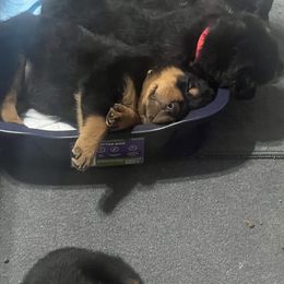 Rottweiler Puppies from CG Rottweilers