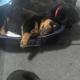Rottweiler Puppies from CG Rottweilers