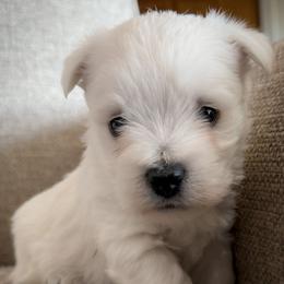 Alfie - White male West Highland White Terrier puppy in Maryville, Missouri from The West Acres