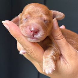 Marigold- chocolate based red AKC - Red female Dachshund puppy in North Branch, Michigan from Monarch Miniature Dachshunds