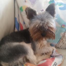 Sage - Yorkshire Terrier