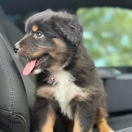Raya ASDR - Black tri-color female Australian Shepherd puppy in Orlando, Florida from Skaky Shepherds