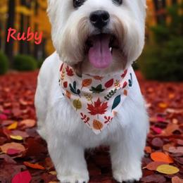 Ruby - West Highland White Terrier