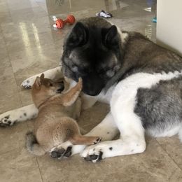 Shiba Inu Puppies from Absolute Shibas