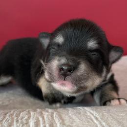 Cash - Black and white male Pomsky puppy in Cottrellville, Michigan from Jeanne’s Half Pint Pups