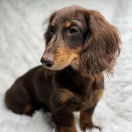 Kylo - Dachshund