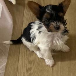 Boy 2 - Charting to weigh about 4lbs - Black tan and white male Biewer Terrier puppy in Litchfield Park, Arizona from Phoenix Golden Retriever & Biewer Terriers