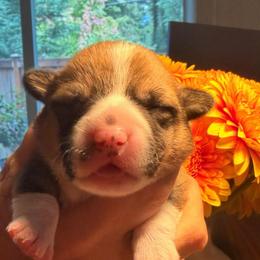 Purple girl - Red female Pembroke Welsh Corgi puppy in Woodinville, Washington from Heatherland Corgis