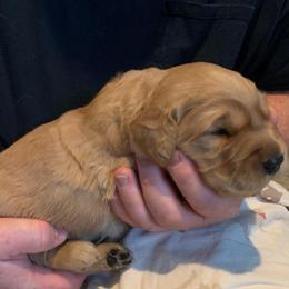 Orange boy puppy - Golden male Golden Retriever puppy in Wabash, Indiana from Glenhaven Goldens