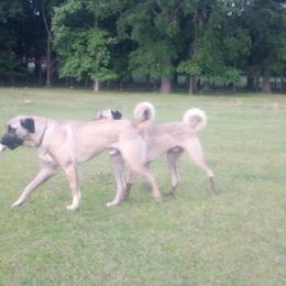 Buck - Kangal