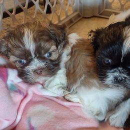 Shih Tzus from Shih Tzu of Southwest Va